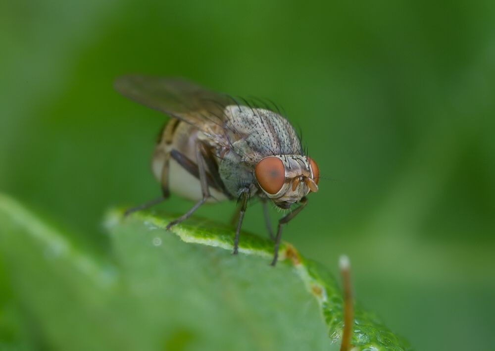 Minettia fasciata