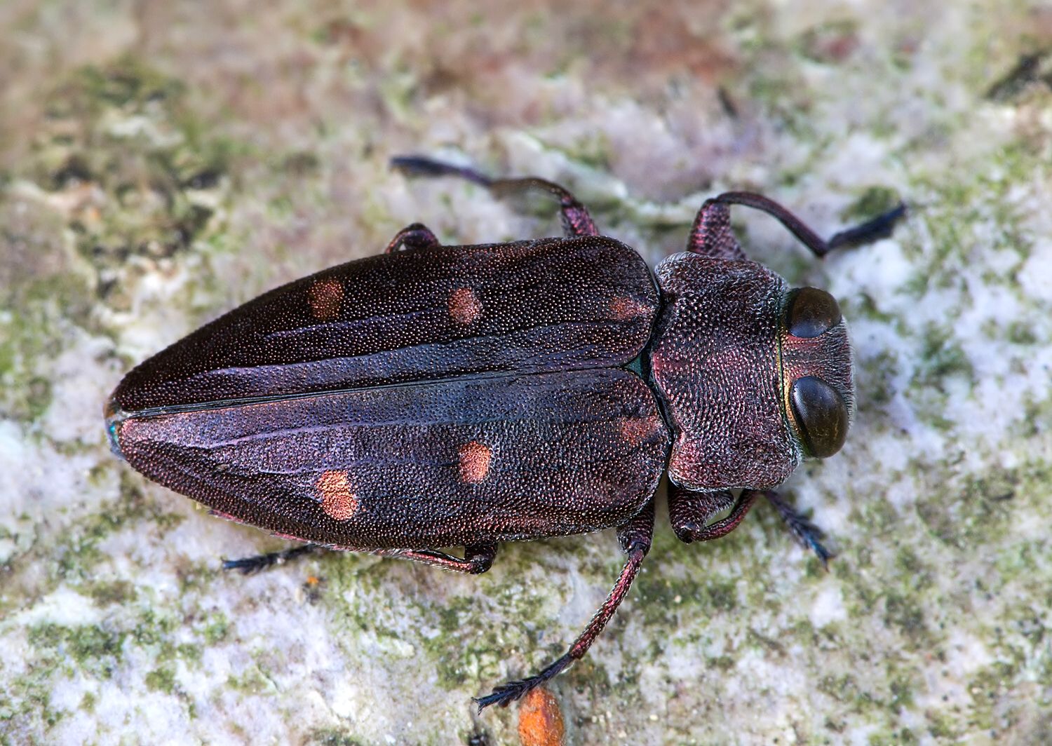 Chrysobothris affinis