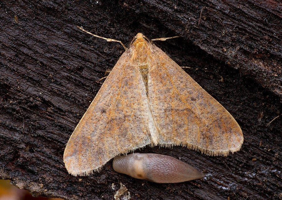Erannis defoliaria