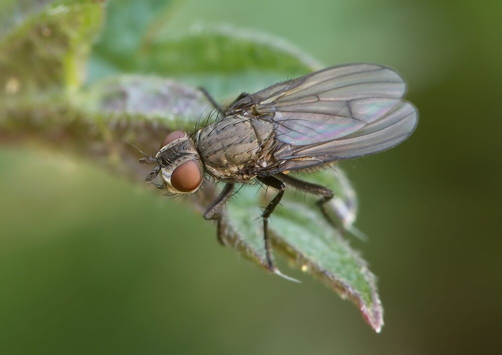 Leucophora personata
