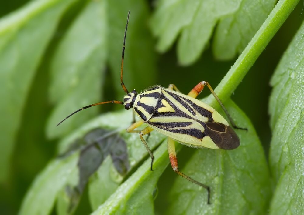Brachycoleus decolor
