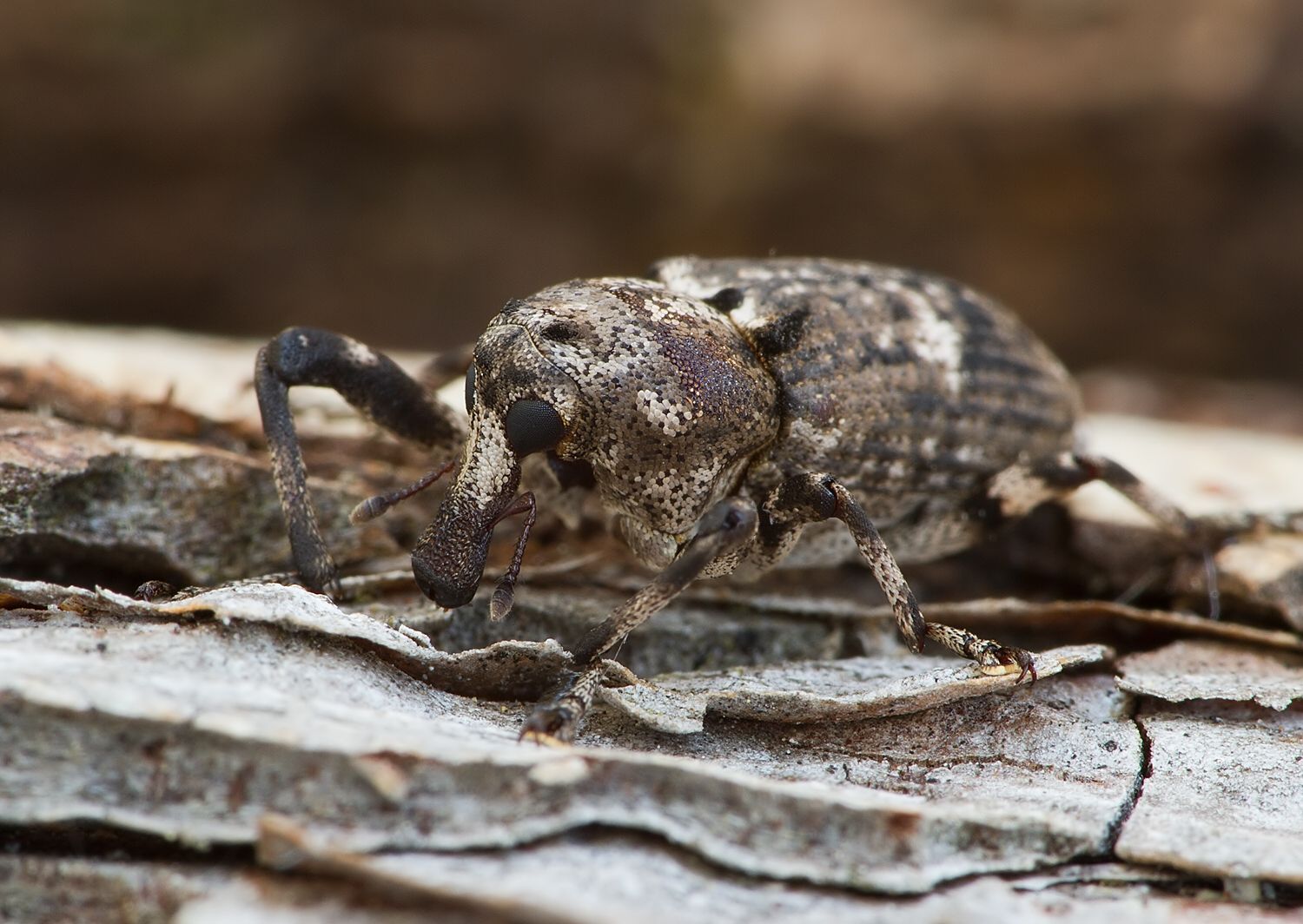 Gasterocercus depressirostris