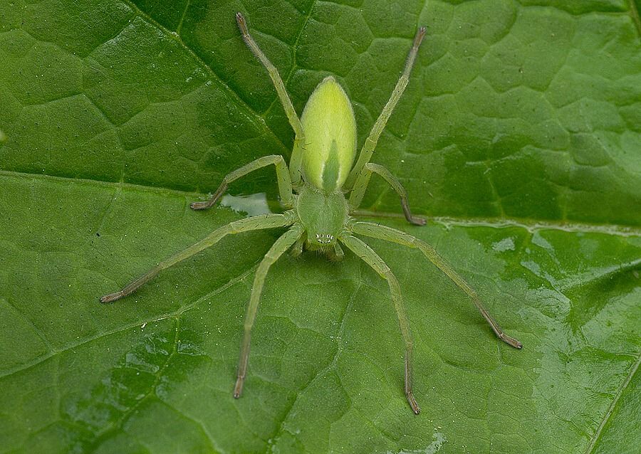 Micrommata virescens