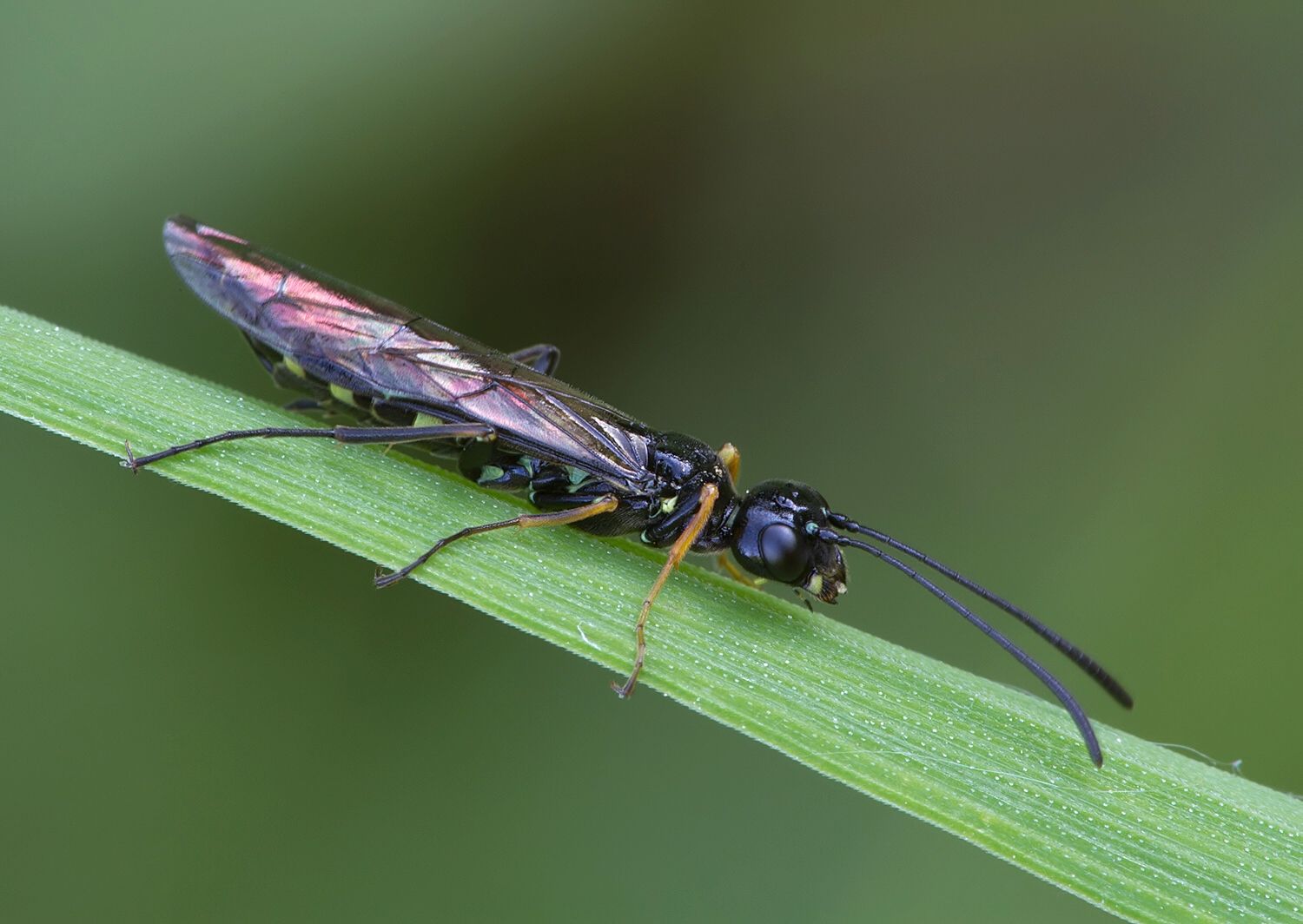 Cephus pygmeus