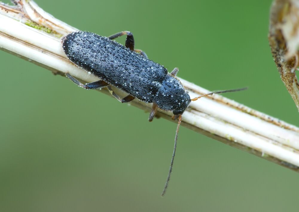 Osphya bipunctata