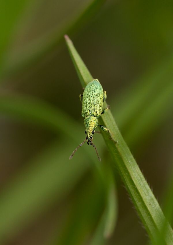 Phyllobius maculicornis