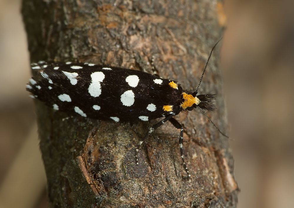 Euplocamus anthracinalis
