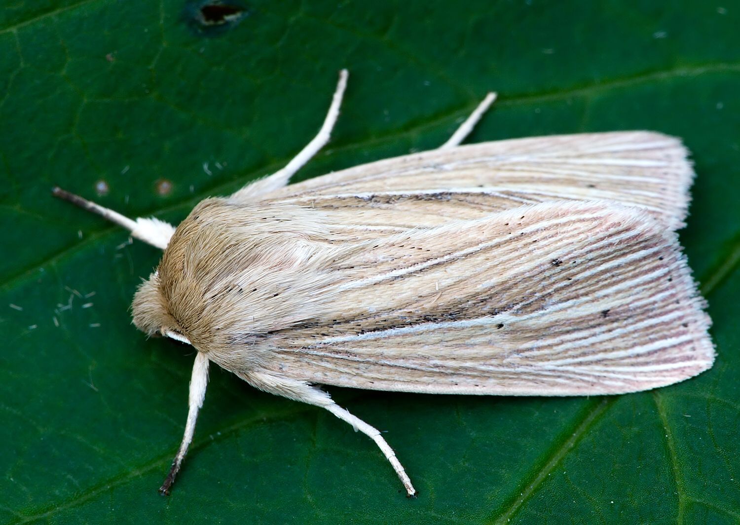 Mythimna straminea