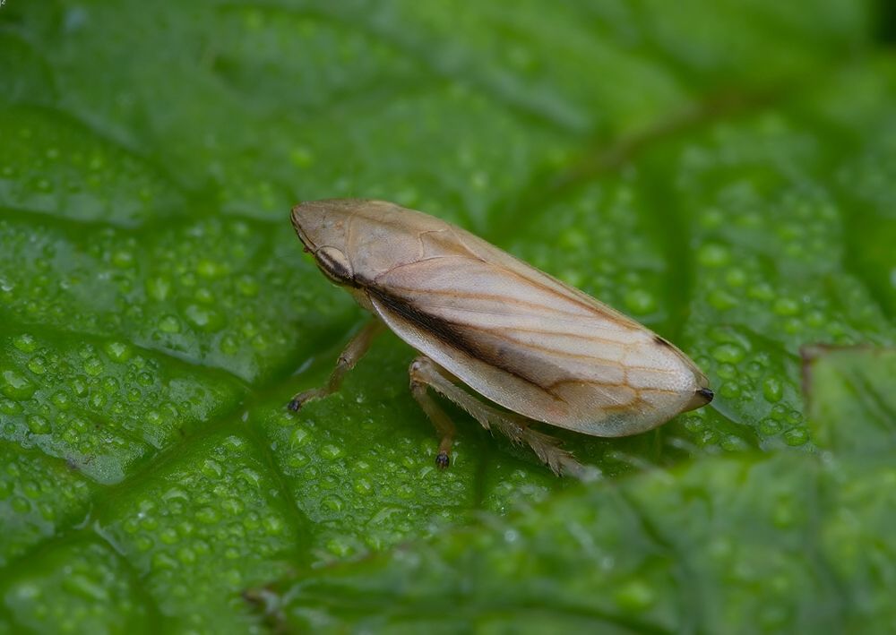 Neophilaenus lineatus