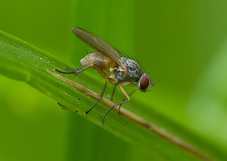 Coenosia bilineella cf.