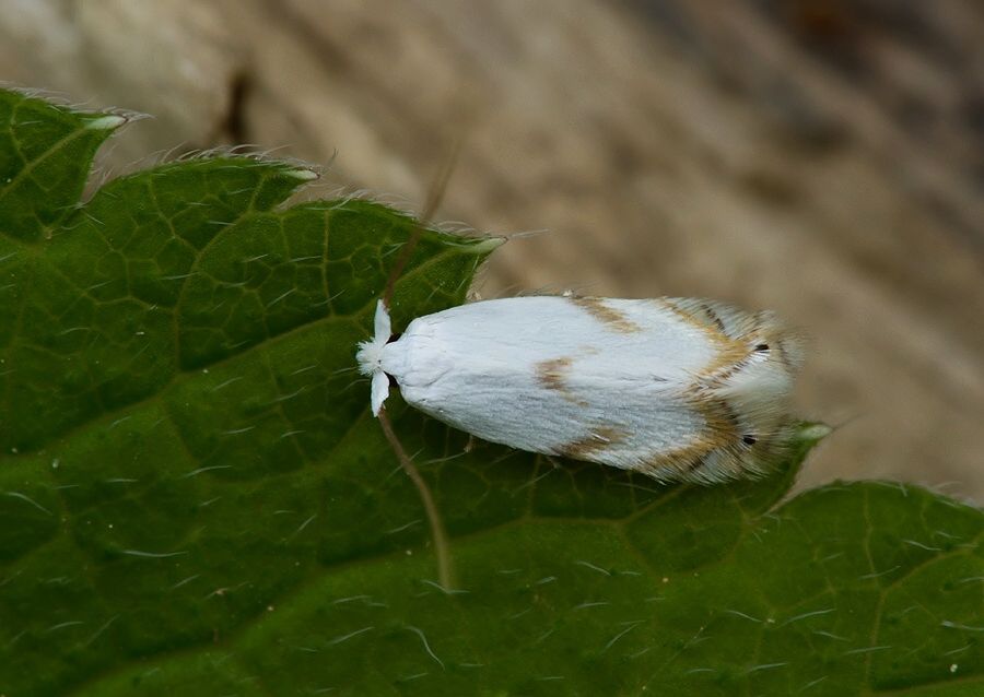 Pseudopostega crepusculella