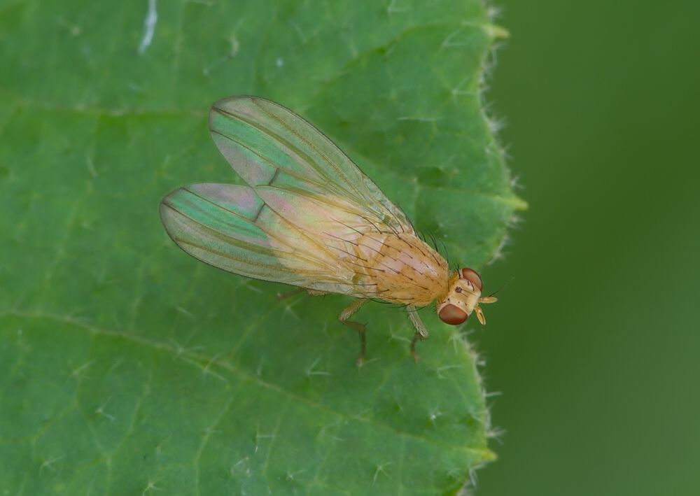 Tricholauxania praeusta