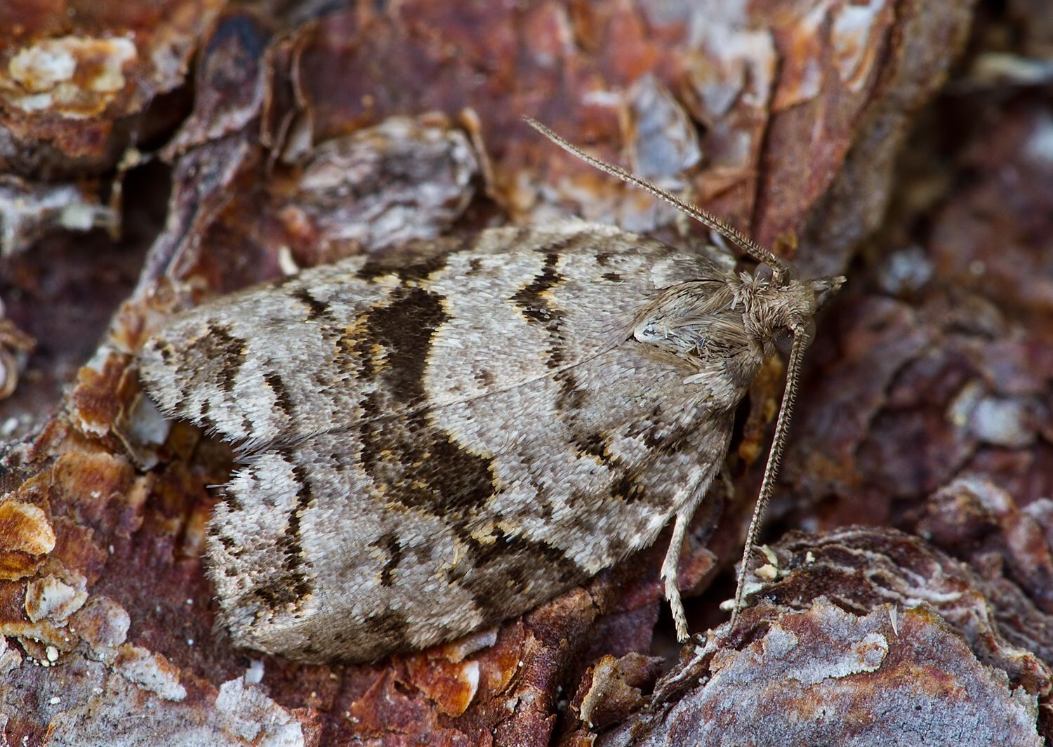Dichelia histrionana