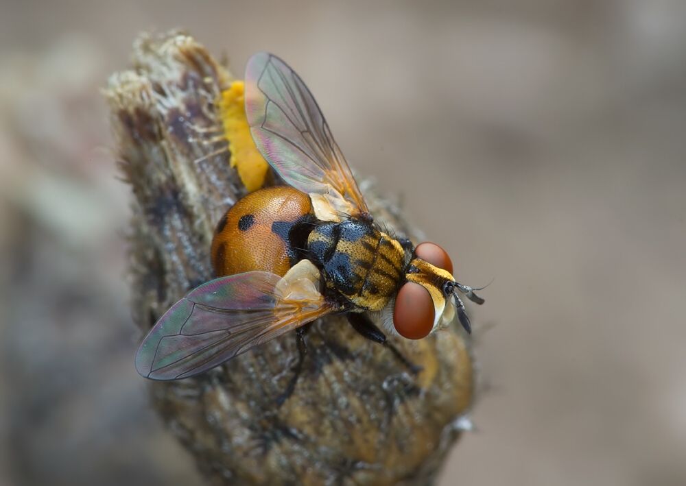 Gymnosoma dolycoridis