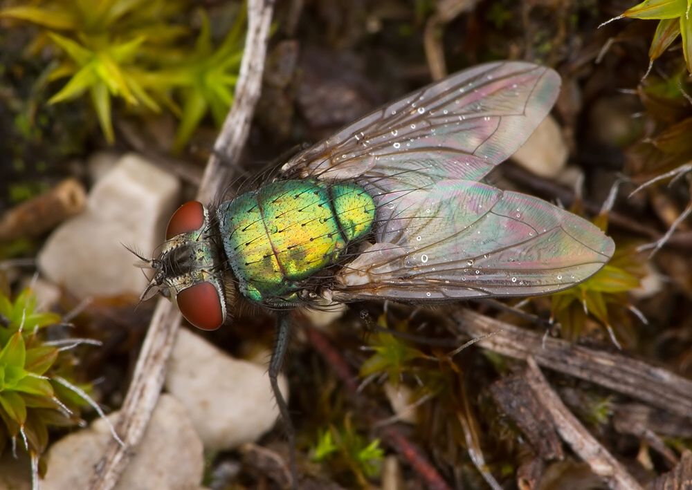 Lucilia sericata