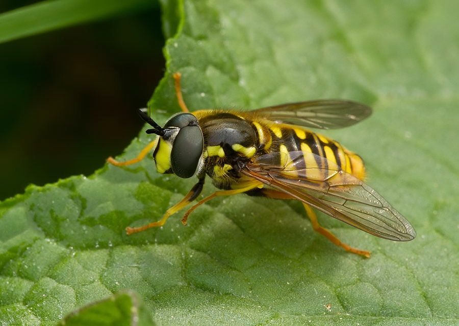 Chrysotoxum fasciatum