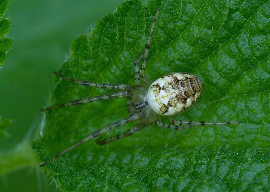 Metellina segmentata
