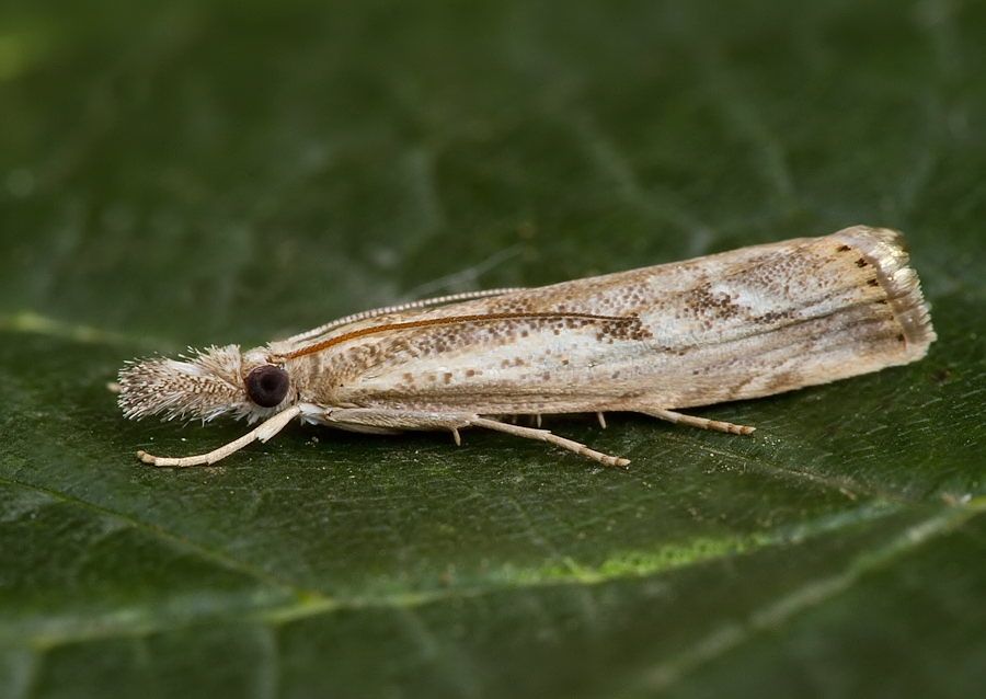 Agriphila tolli