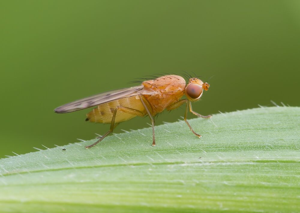 Opomyza florum
