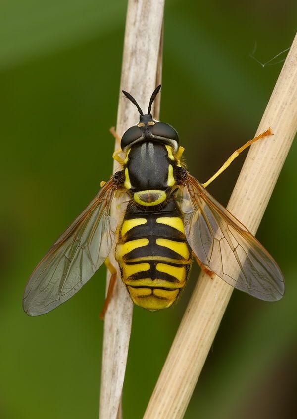 Chrysotoxum cautum