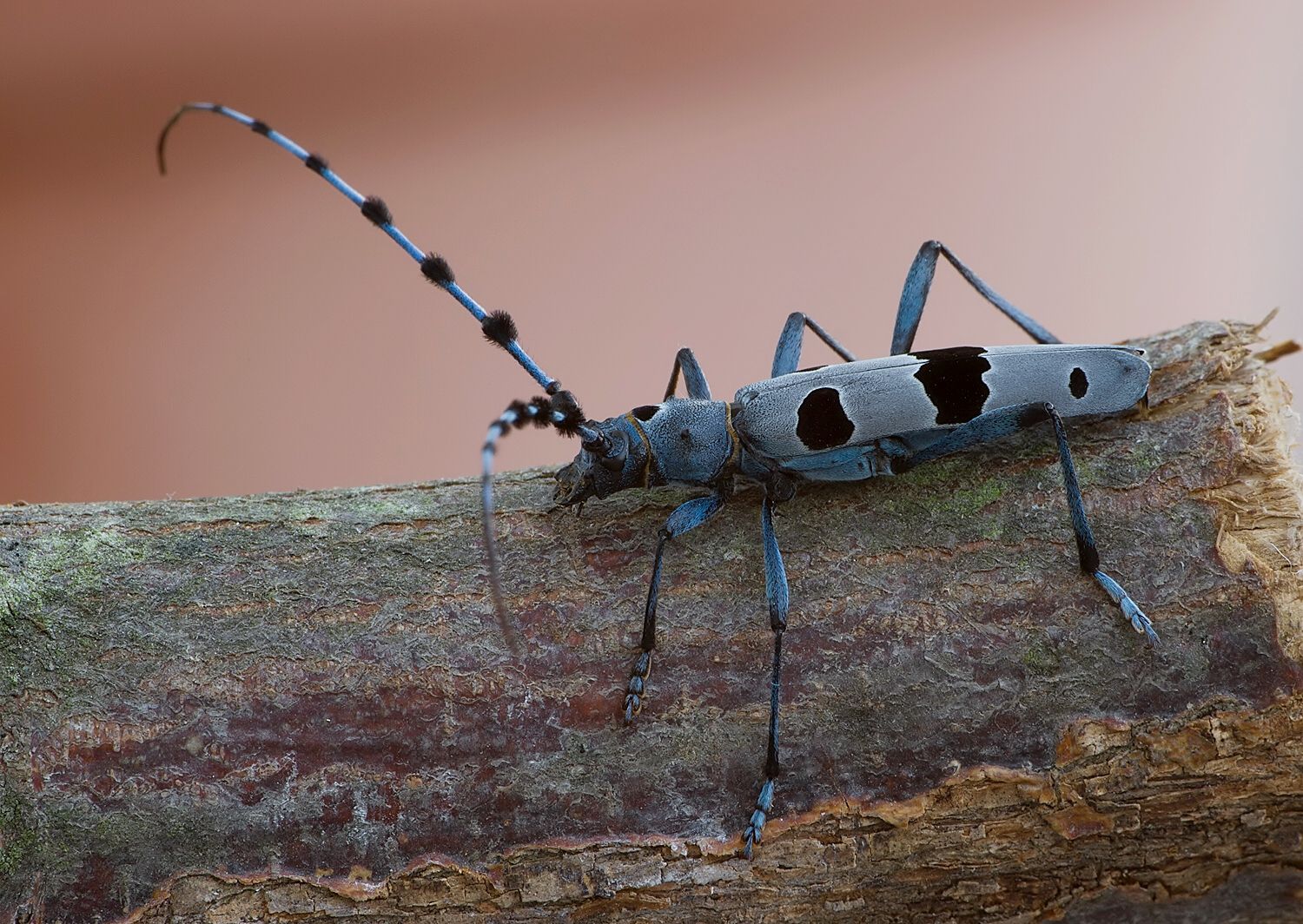 Rosalia alpina