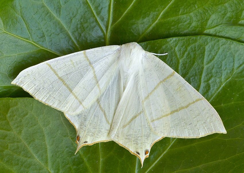 Ourapteryx sambucaria