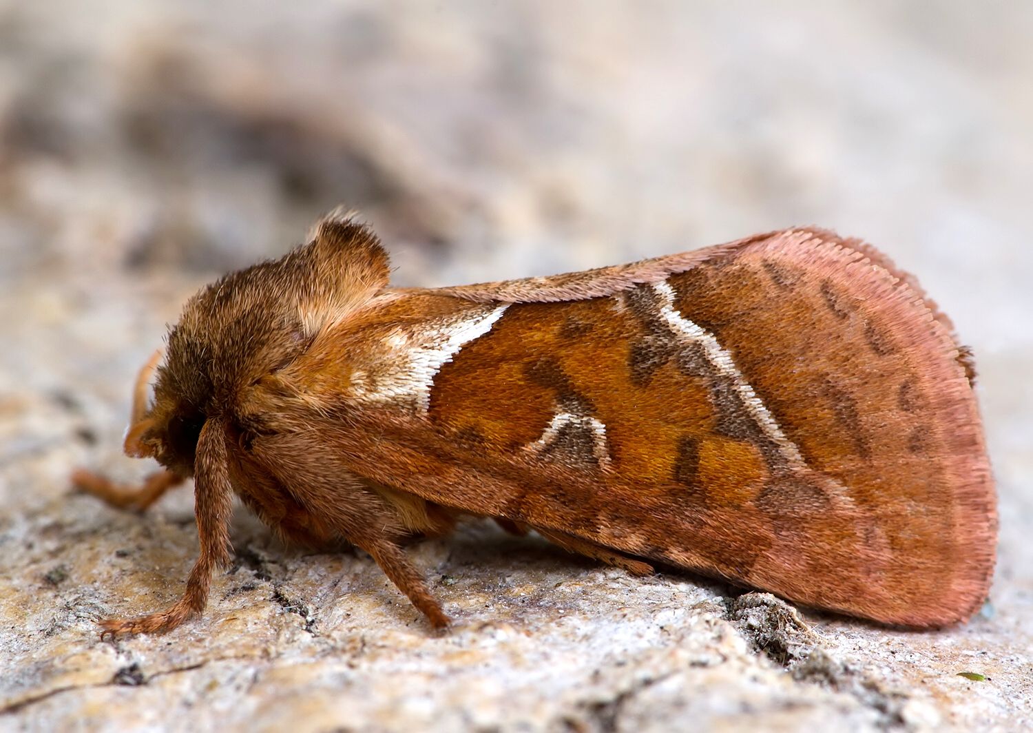 Triodia sylvina