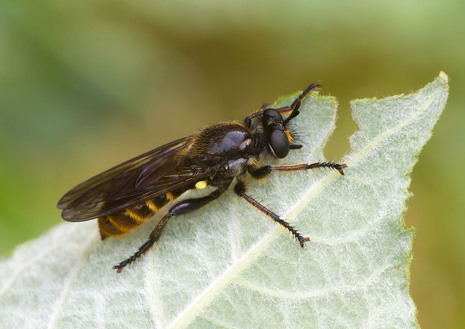 Choerades marginata