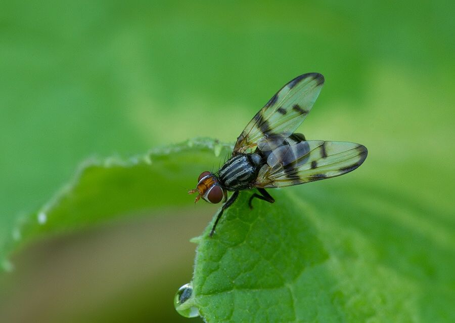 Otites levigata
