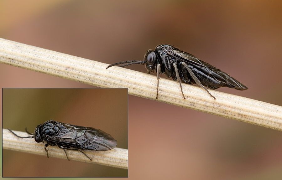 Blennocampa phyllocolpa