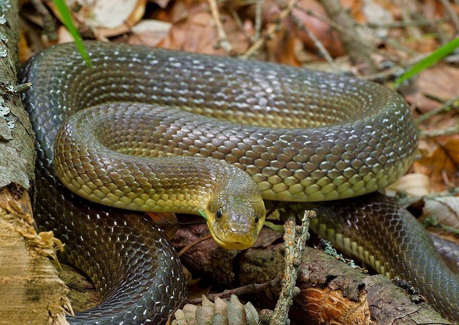 Zamenis longissimus