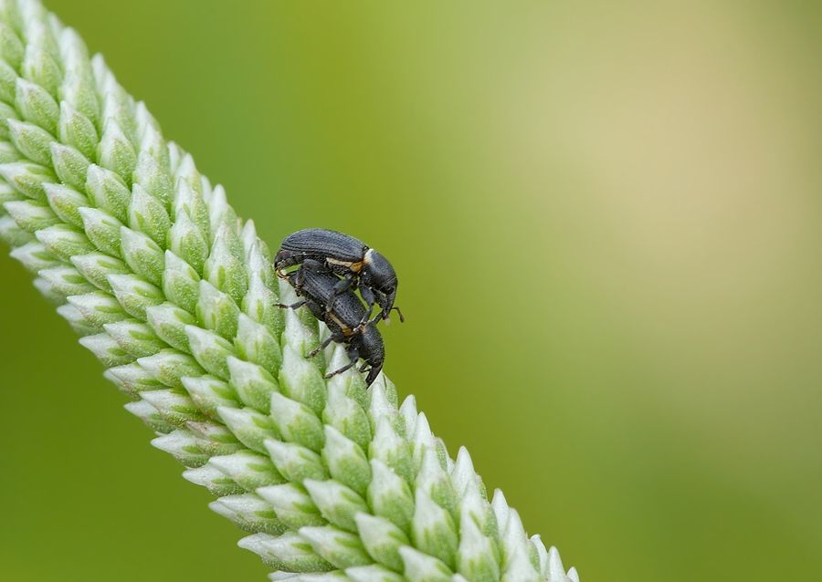 Mecinus collaris