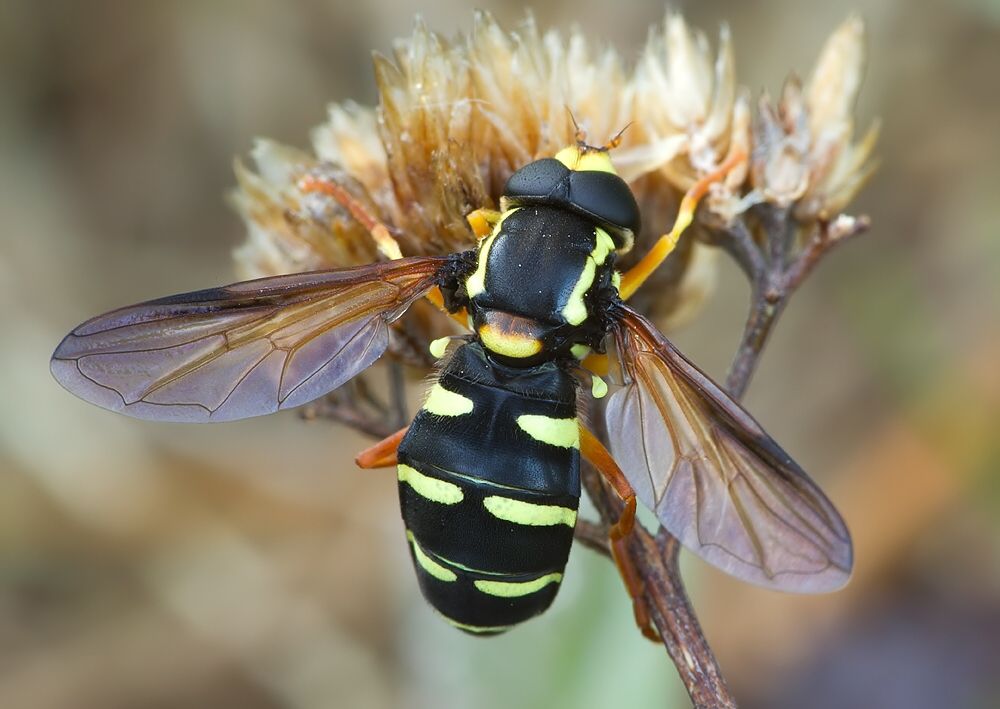 Xanthogramma citrofasciatum