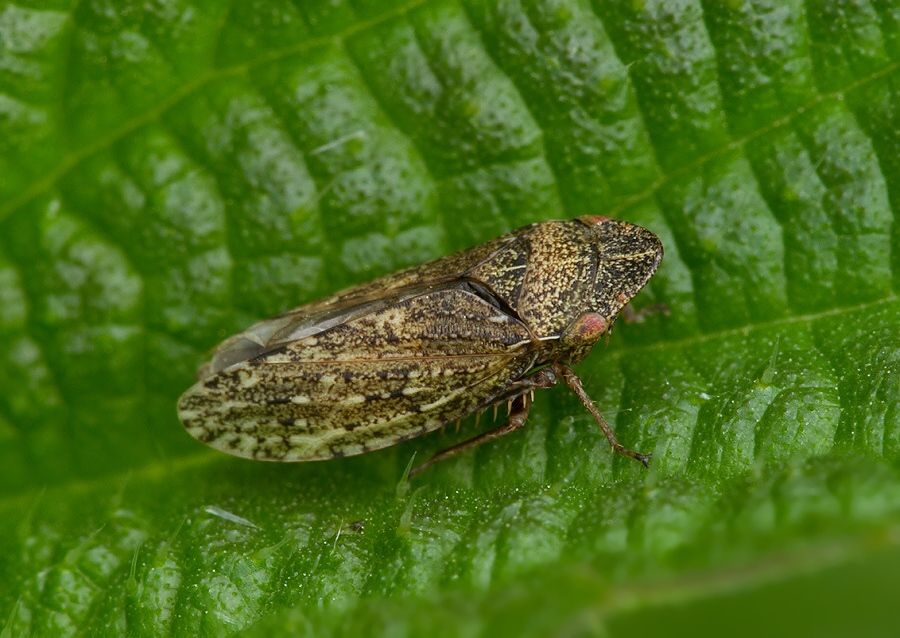 Aphrodes carinatus