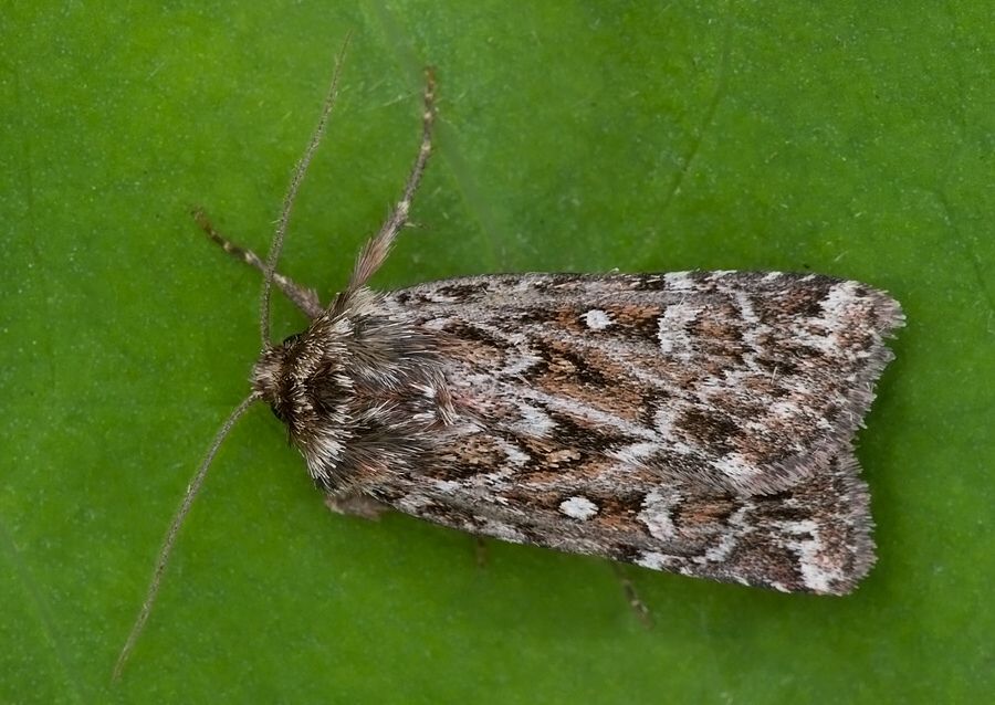 Lycophotia porphyrea