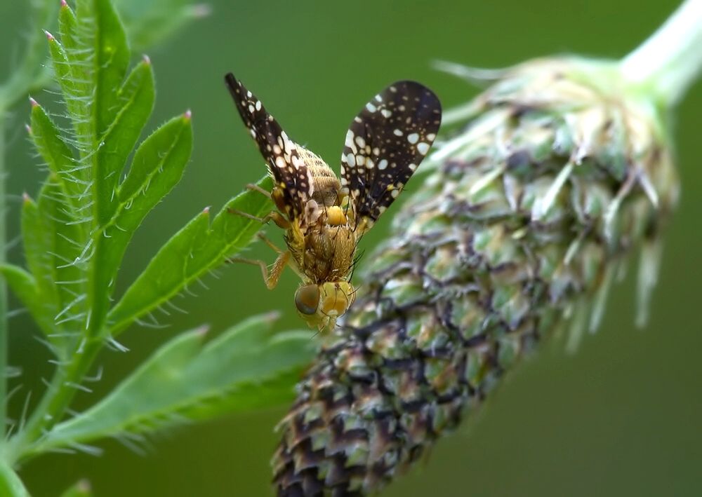 Oxyna flavipennis