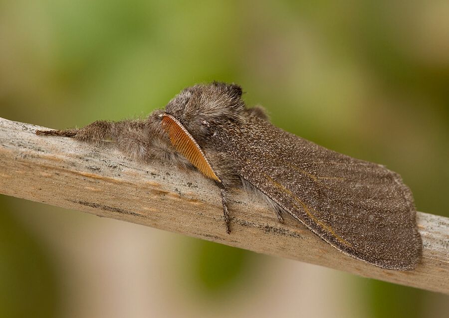 Calliteara pudibunda