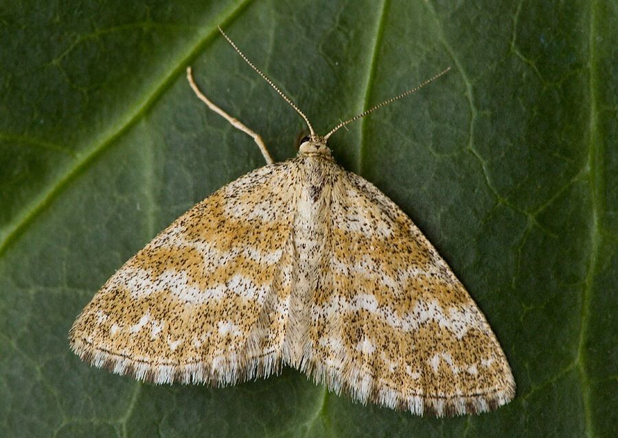 Scopula immorata