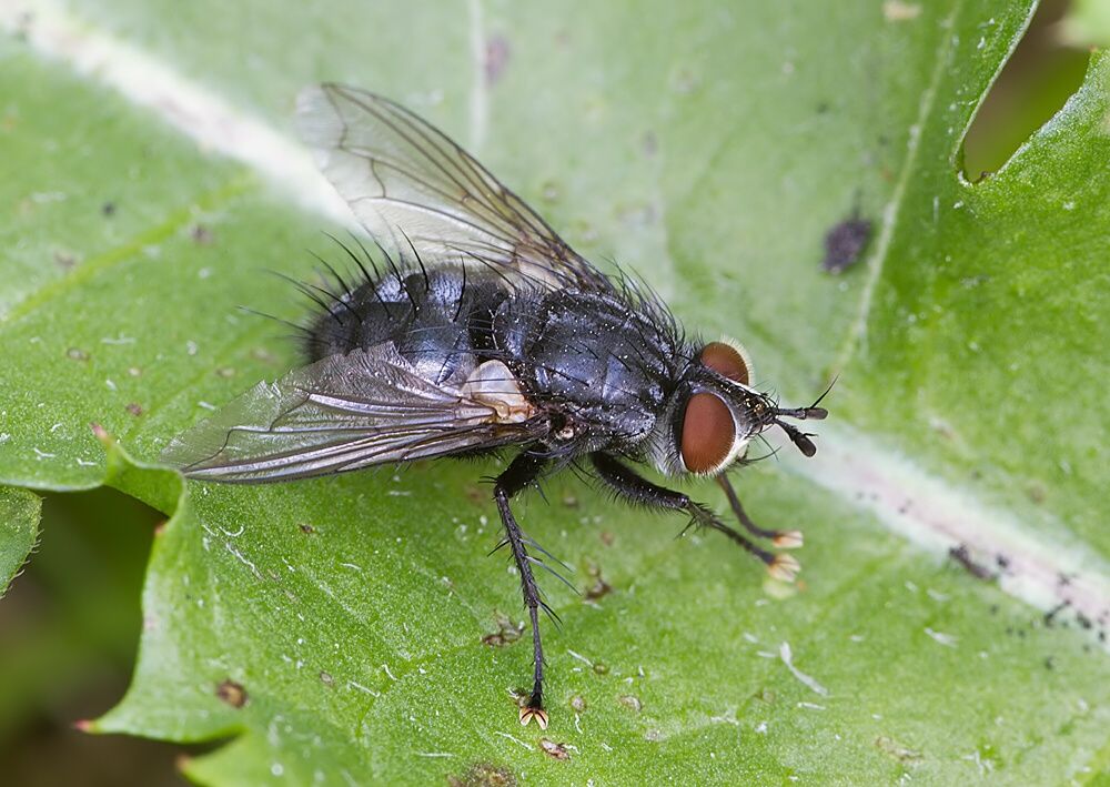 Eurithia anthophila