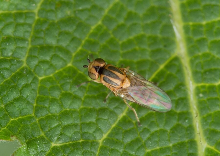 Chlorops anthracophagoideus