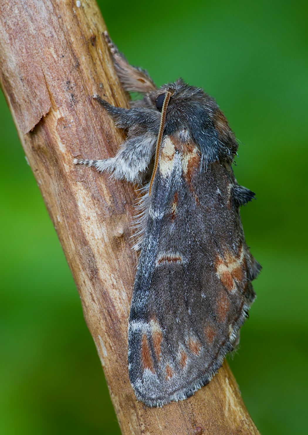 Notodonta dromedarius
