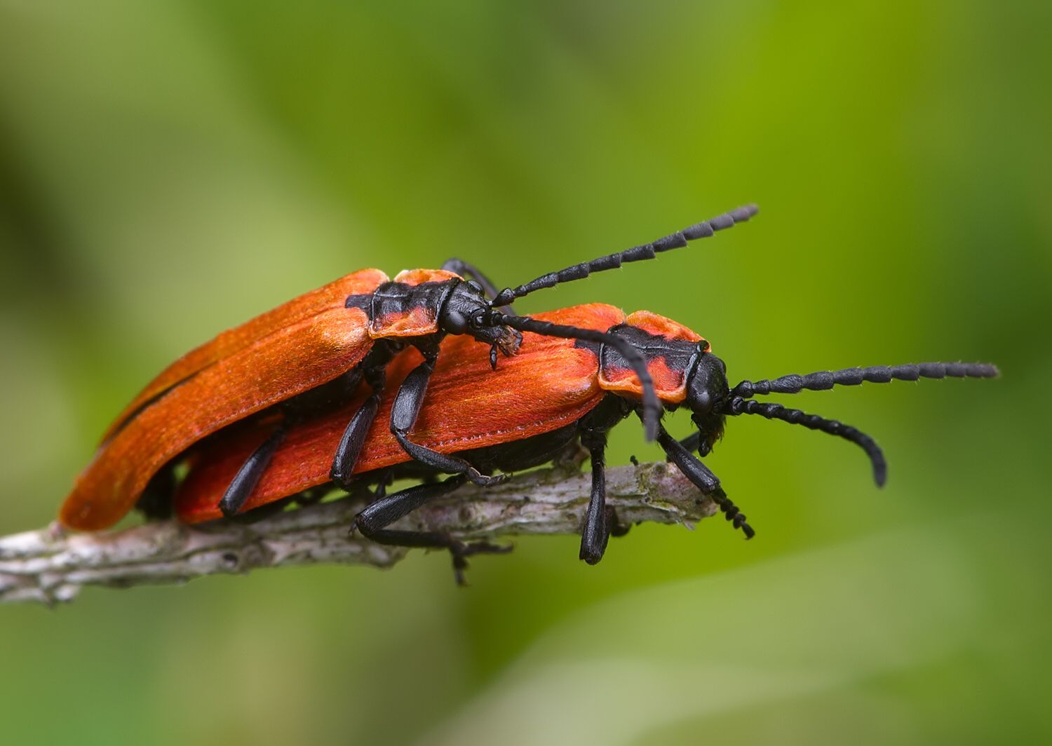Lygistopterus sanguineus