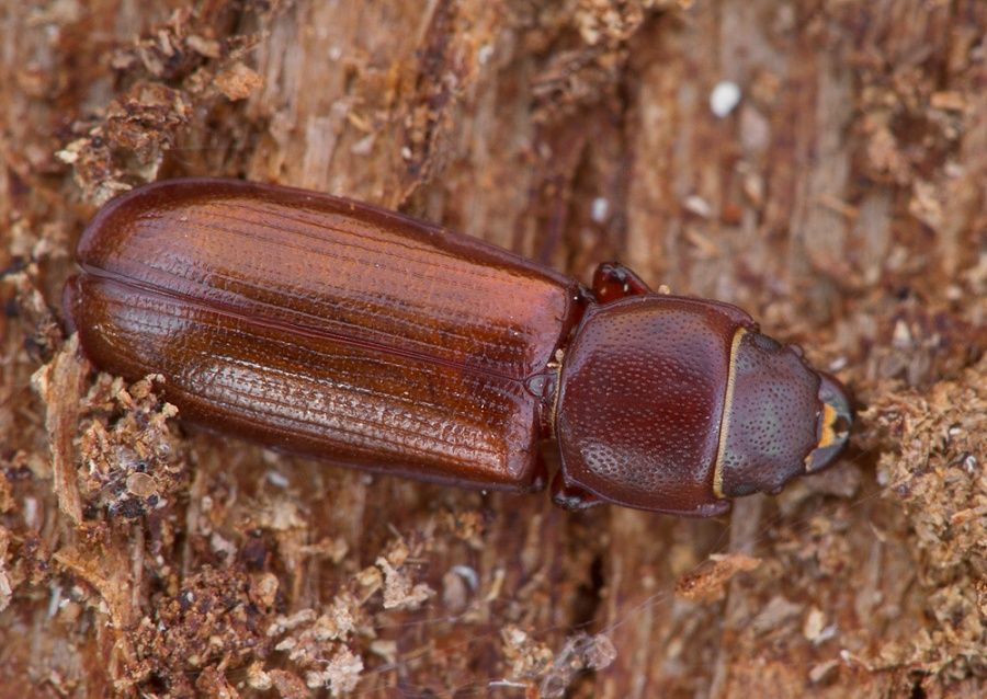 Tenebroides fuscus