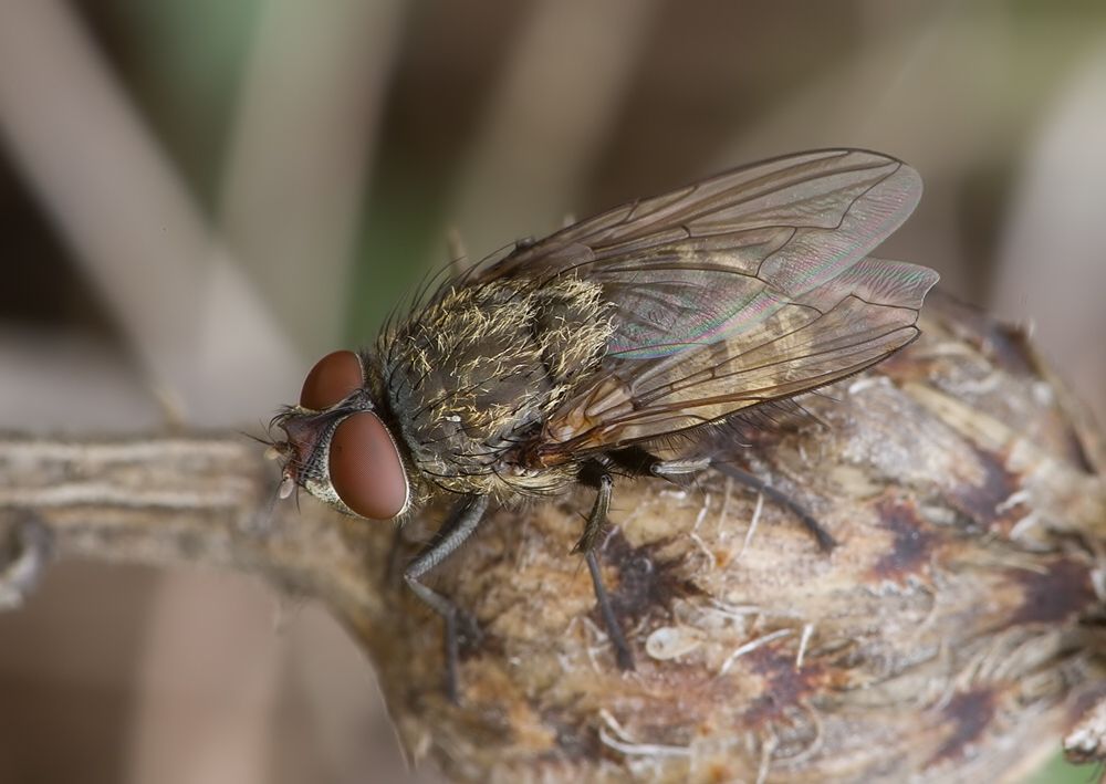 Pollenia griseotomentosa