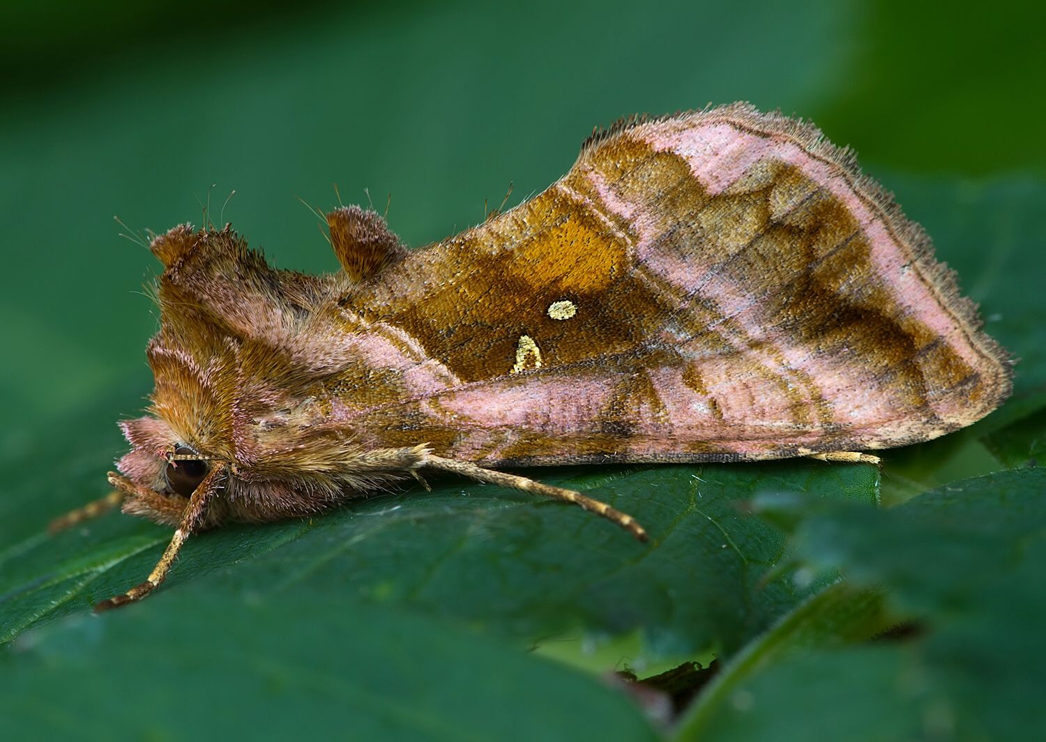 Autographa jota