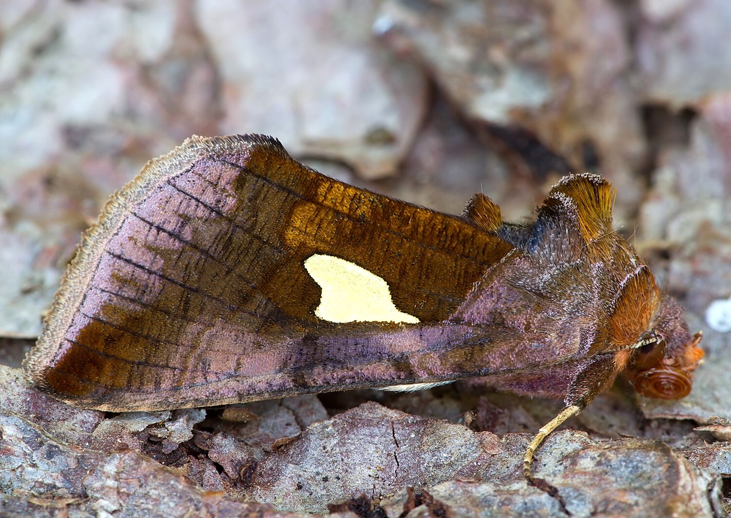Autographa bractea