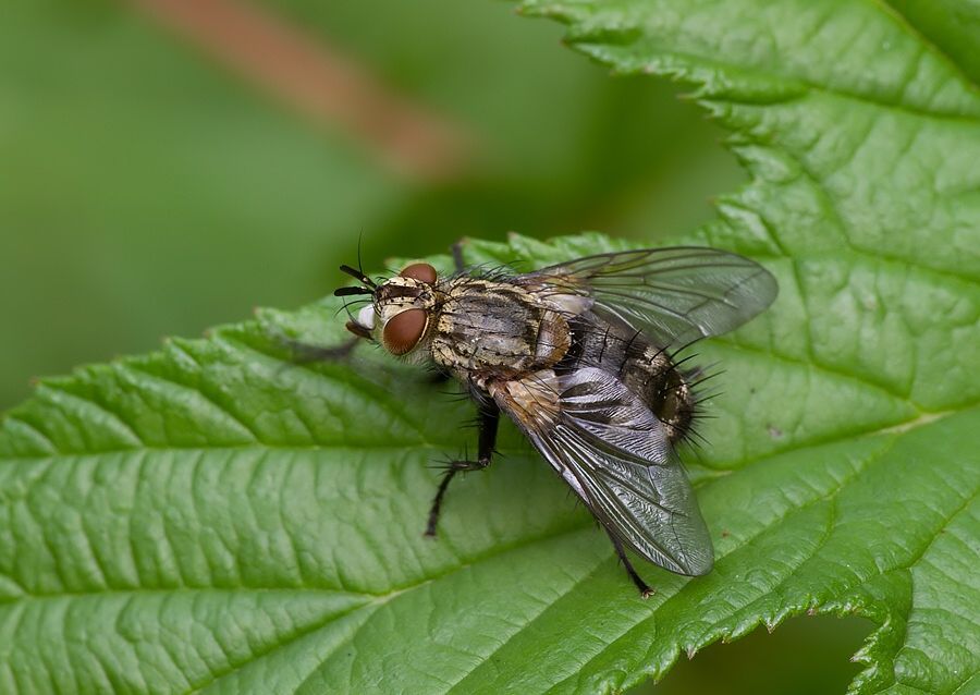 Parasetigena silvestris