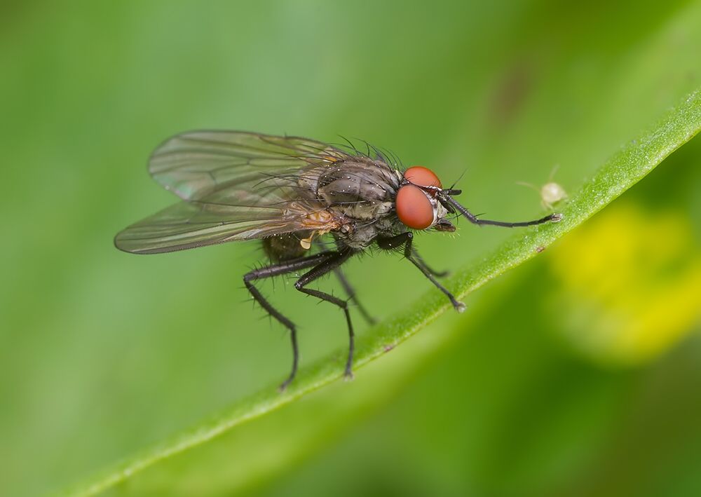 Delia platura