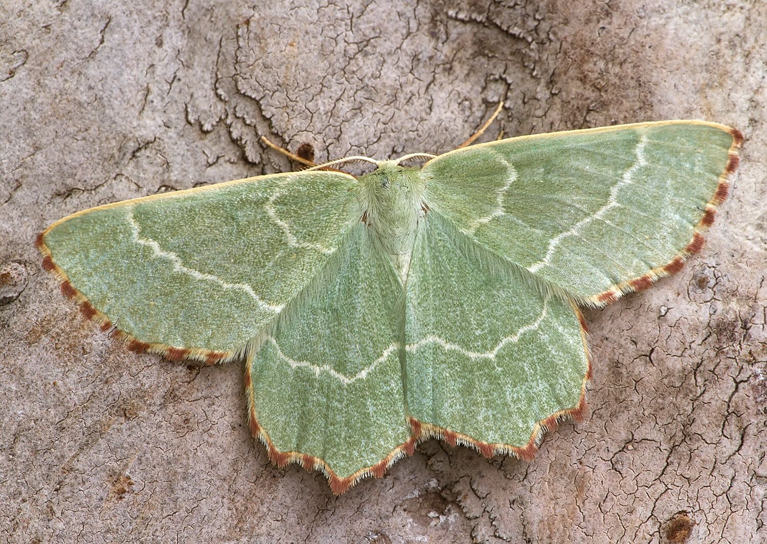 Thalera fimbrialis