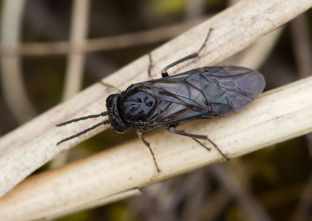 Cladardis elongatula cf.